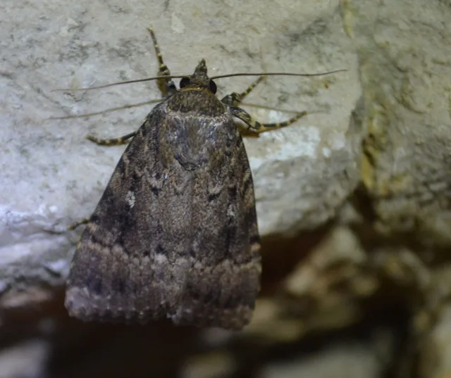 Amphipyra pyramidea - fahéjszínű bagoly