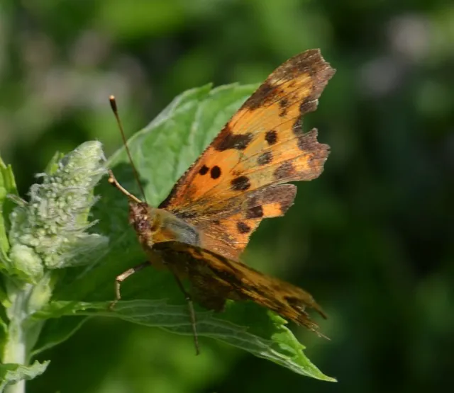 Nymphalis c-album - C-betűs lepke