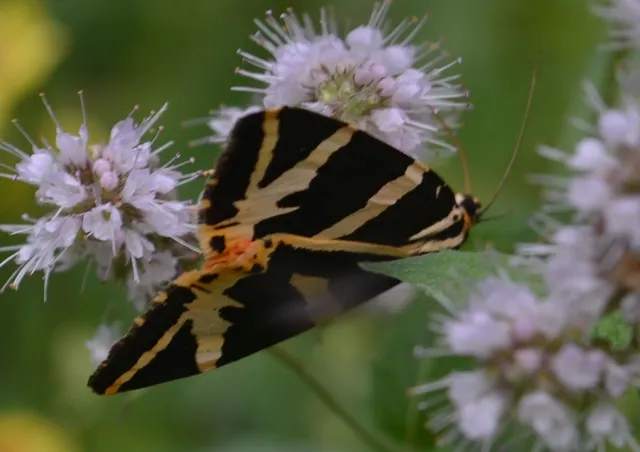 Euplagia quadripunctaria - csíkos medvelepke