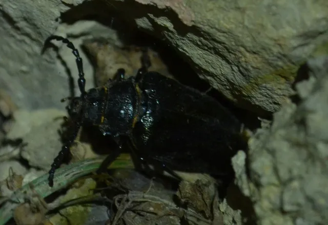 Prionus coriarius - csőszcincér