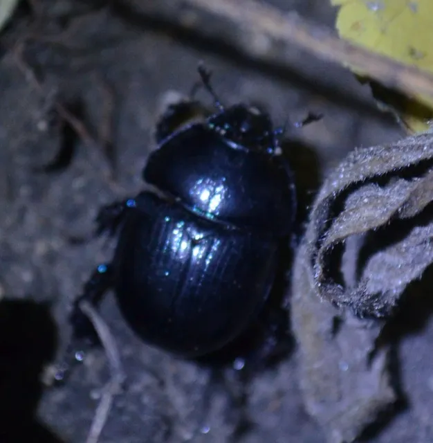 Anoplotrupes stercorosus - erdei álganéjtúró