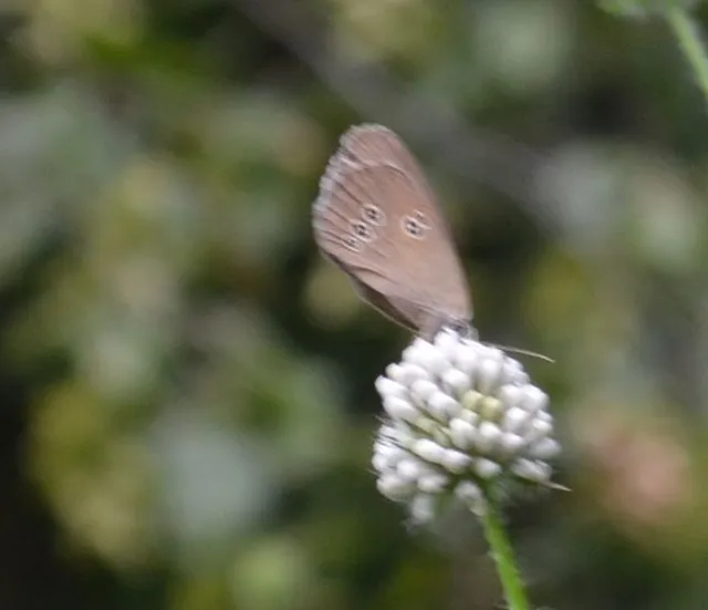 Aphantopus hyperanthus - közönséges ökörszemlepke