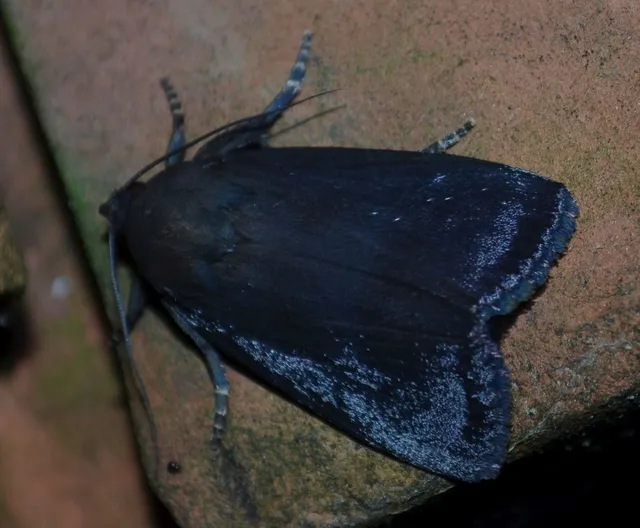 Amphipyra livida - zsírfényű bagoly