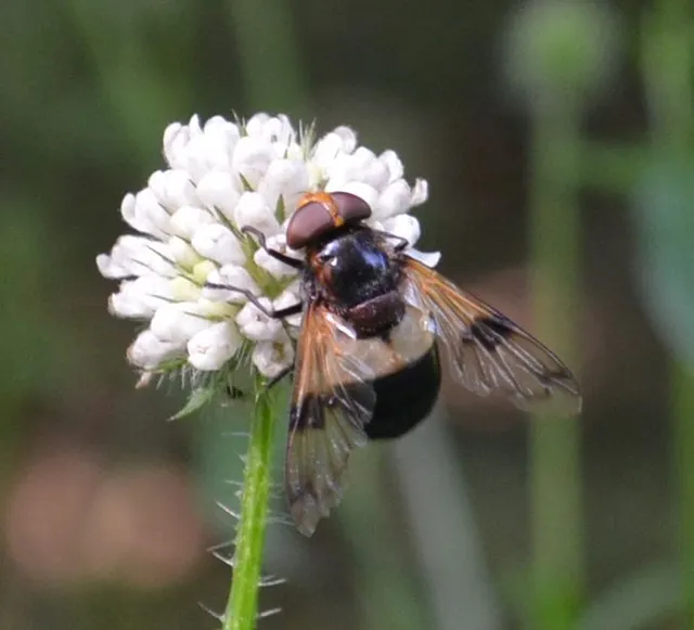 Volucella pellucens - üvegpotrohú pihelégy