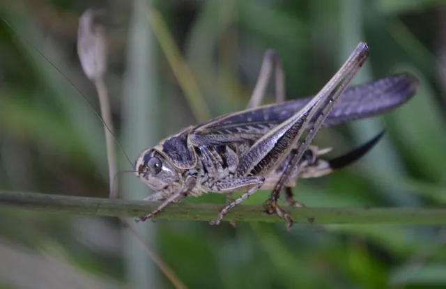 Platycleis affinis - púposhasú rétiszöcske
