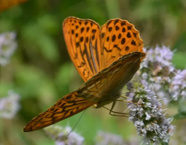 Argynnis paphia - nagy gyöngyházlepke