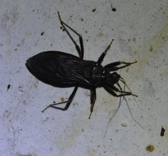 Reduvius personatus - szemetes zugpoloska