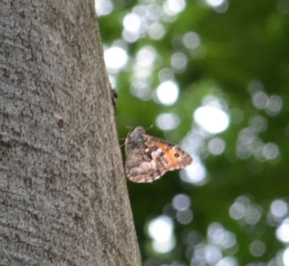 Hipparchia semele - barna szemeslepke