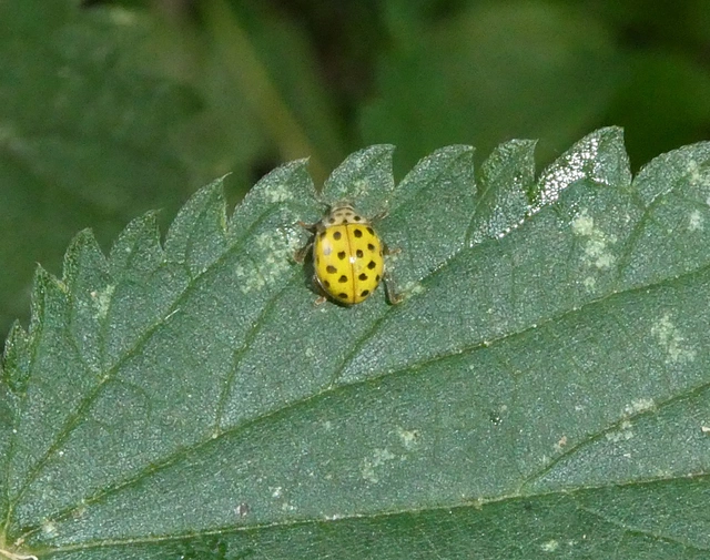 Psyllobora vigintiduopunctata - huszonkétpettyes katica