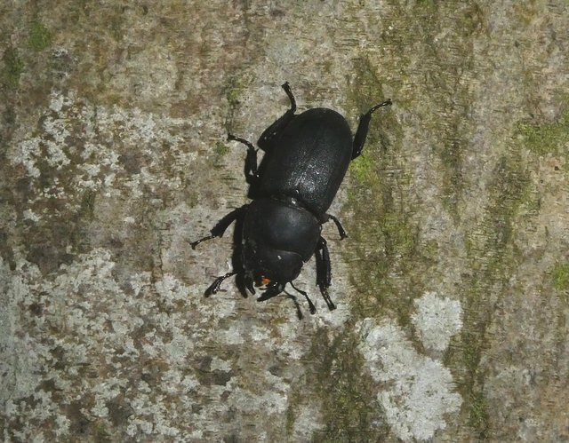 Dorcus parallelipipedus - kis szarvasbogár