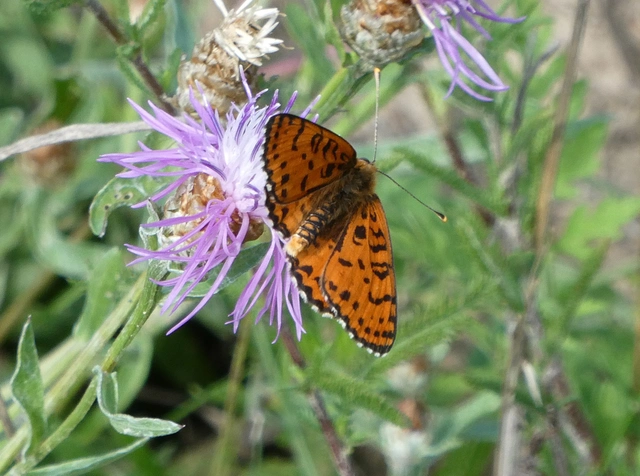 Melitaea didyma - tüzes tarkalepke