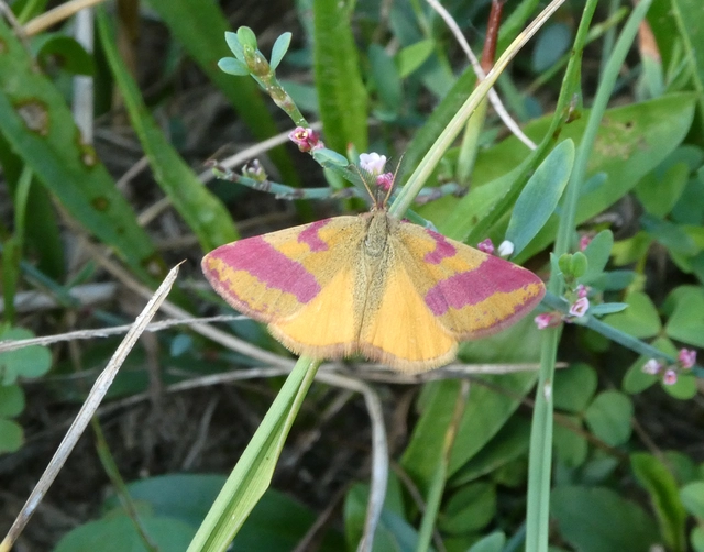 Lythria cruentaria - bíborcsíkos araszoló