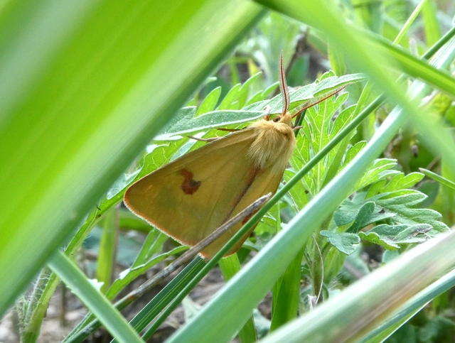 Diacrisia sannio - vörösszélű medvelepke