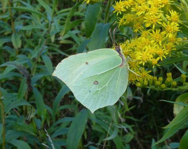 Gonepteryx rhamni - citromlepke
