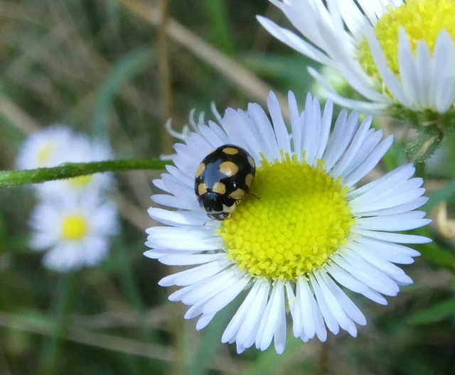 Coccinula quatuordecimpustulata - feketesárga katóka