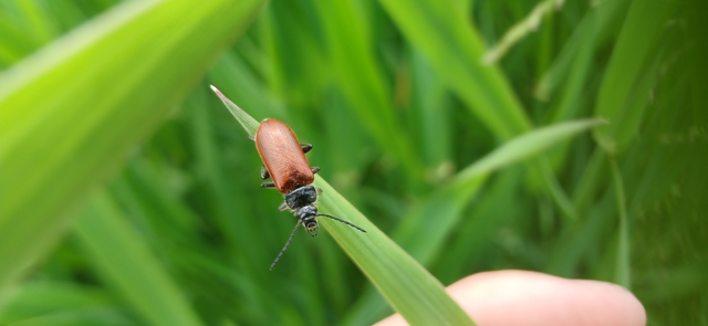 Omophlus proteus - közönséges pejbogár Omophlus proteus - közönséges pejbogár