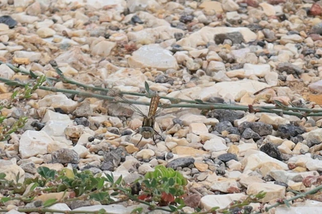 Orthetrum brunneum - pataki pásztorszitakötő
