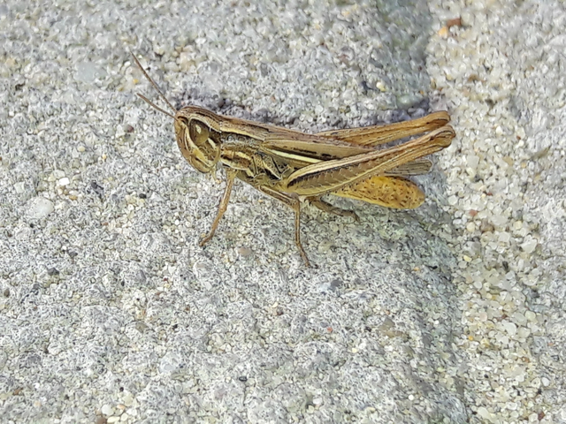 Euchorthippus declivus - rövidszárnyú rétisáska