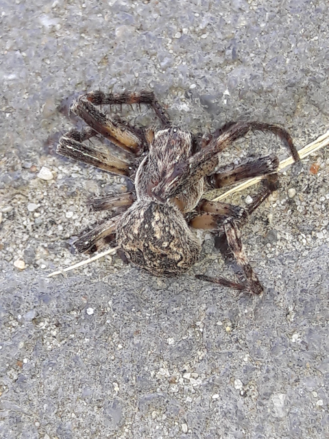 Larinioides