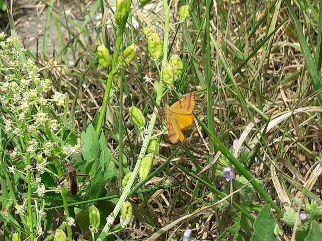 Lythria purpuraria - bíborsávos araszoló