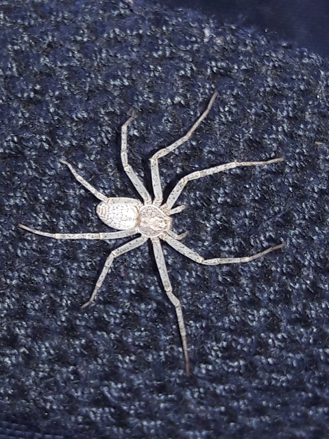 Philodromus longipalpis