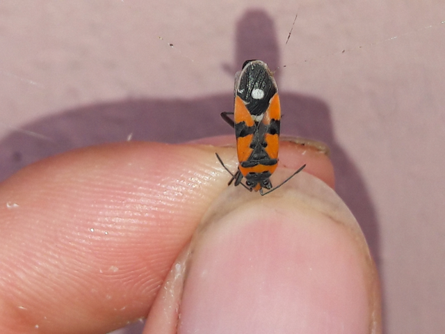 Lygaeus equestris/simulans