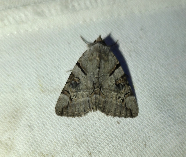 Catocala hymenaea - kökény-övesbagoly
