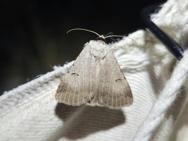 Lygephila craccae - gyakori csüdfűbagoly