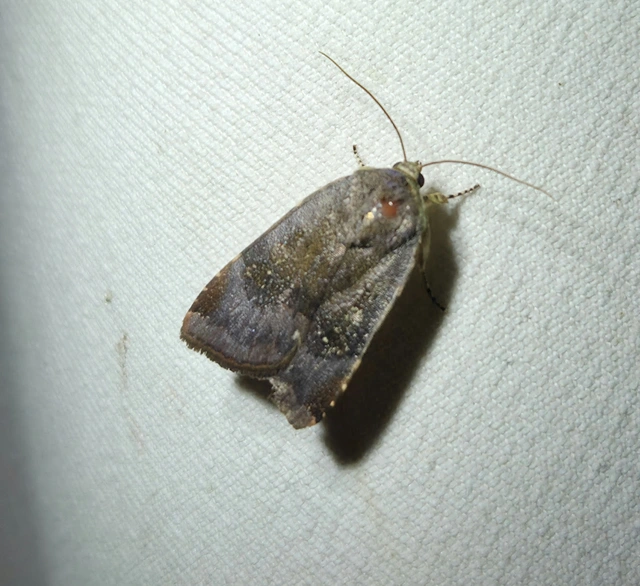 Noctua janthe/janthina