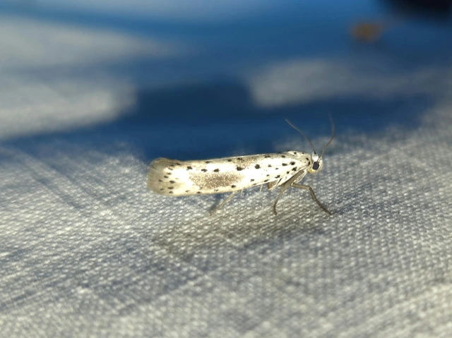 Yponomeuta irrorella - pókhálós kökénymoly