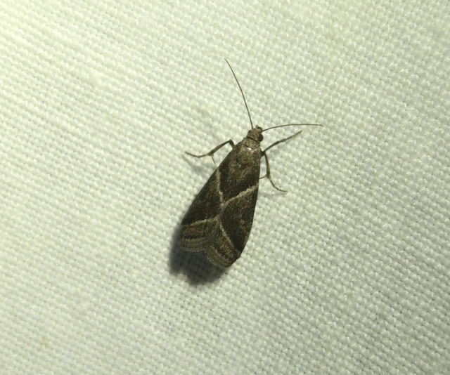 Nyctegretis triangulella - háromszöges karcsúmoly