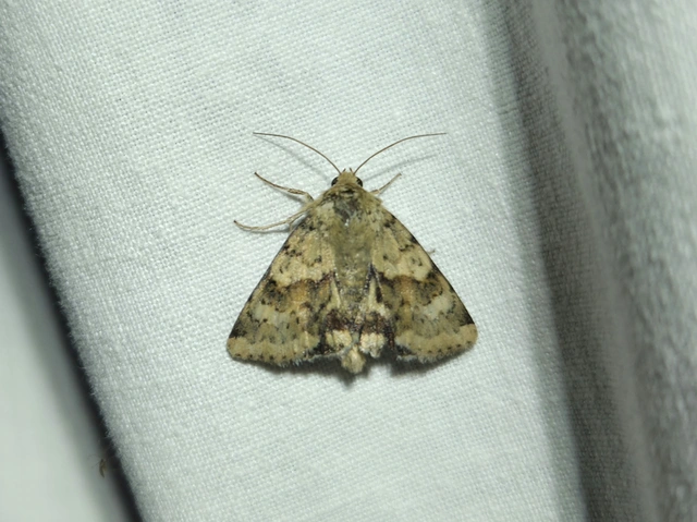 Heliothis viriplaca - mácsonyabagoly