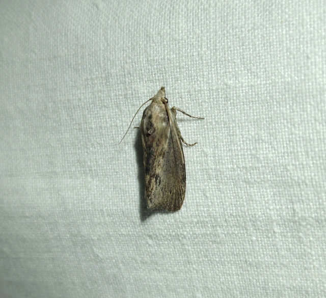 Galleria mellonella - nagy viaszmoly
