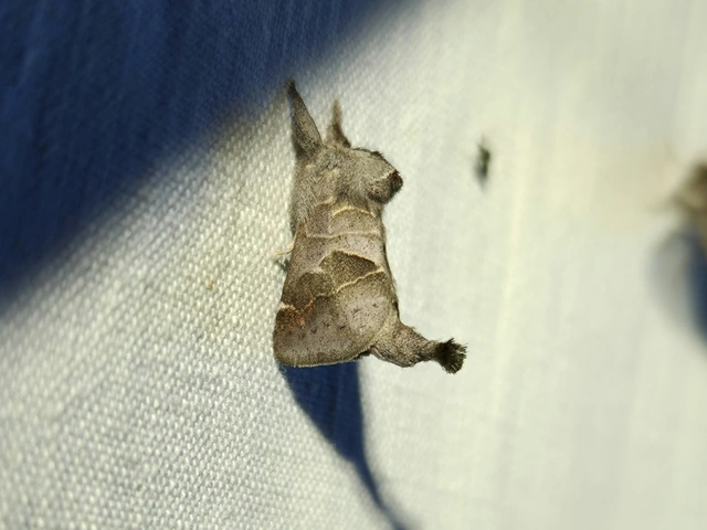 Clostera pigra - apró levélszövő