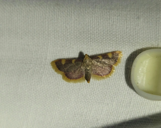 Hypsopygia costalis - szénailonca