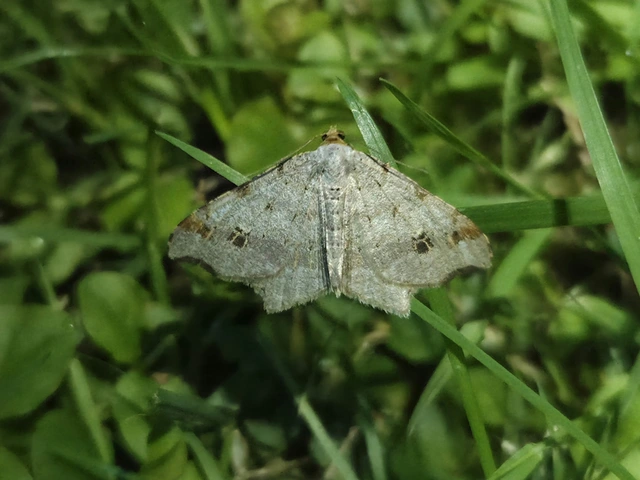 Macaria alternata - közönséges szürkearaszoló