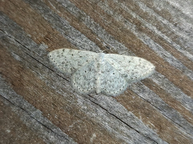 Scopula marginepunctata - pettyes sávosaraszoló