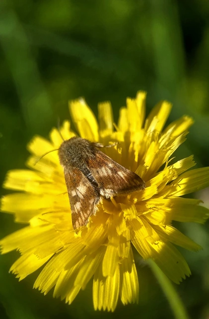 Schinia cardui - keserűgyökér-nappalibagoly