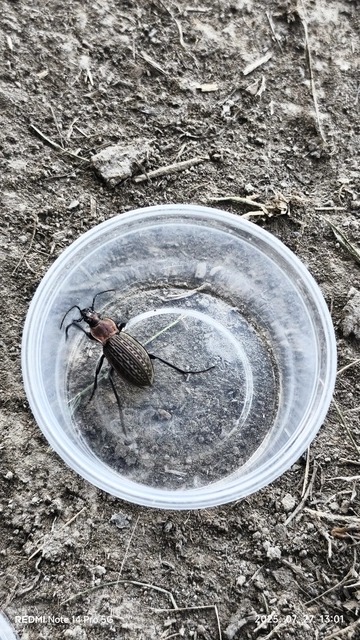Carabus cancellatus - ragyás futrinka