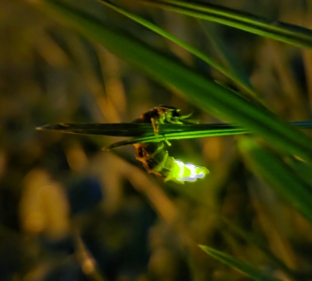 Lampyris noctiluca - nagy szentjánosbogár