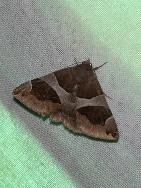 Dysgonia algira - déli porcelánbagoly