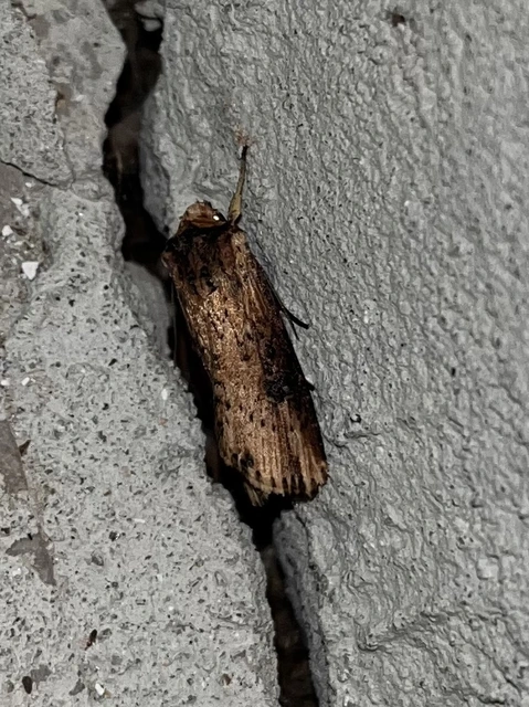 Axylia putris - vonalkás földibagoly