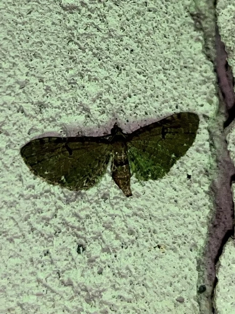 Eupithecia absinthiata - üröm-törpearaszoló