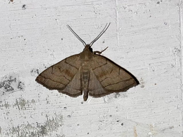 Herminia tarsicrinalis - szőröslábú karcsúbagoly