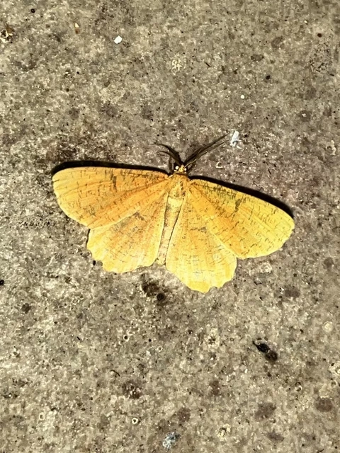 Angerona prunaria - sárga kökényaraszoló
