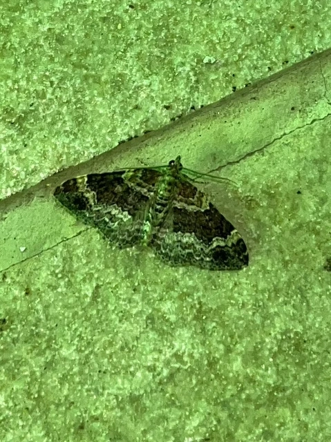 Xanthorhoe spadicearia - sávos tarkaaraszoló
