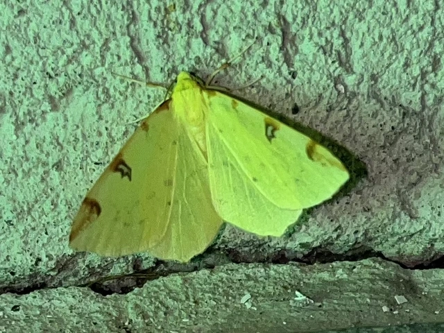 Opisthograptis luteolata - citromsárga araszoló