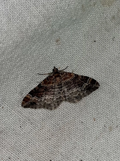 Xanthorhoe spadicearia - sávos tarkaaraszoló
