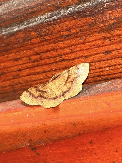 Plagodis pulveraria - szemcsés araszoló