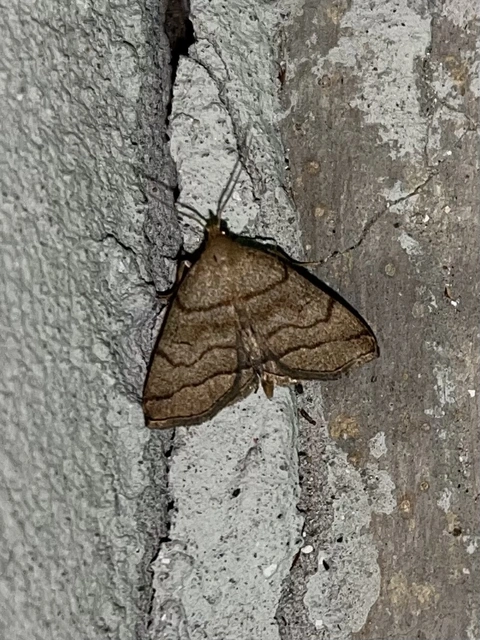 Herminia tarsicrinalis - szőröslábú karcsúbagoly